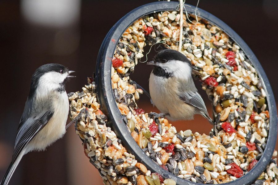 Dos and Donts of Feeding Birds