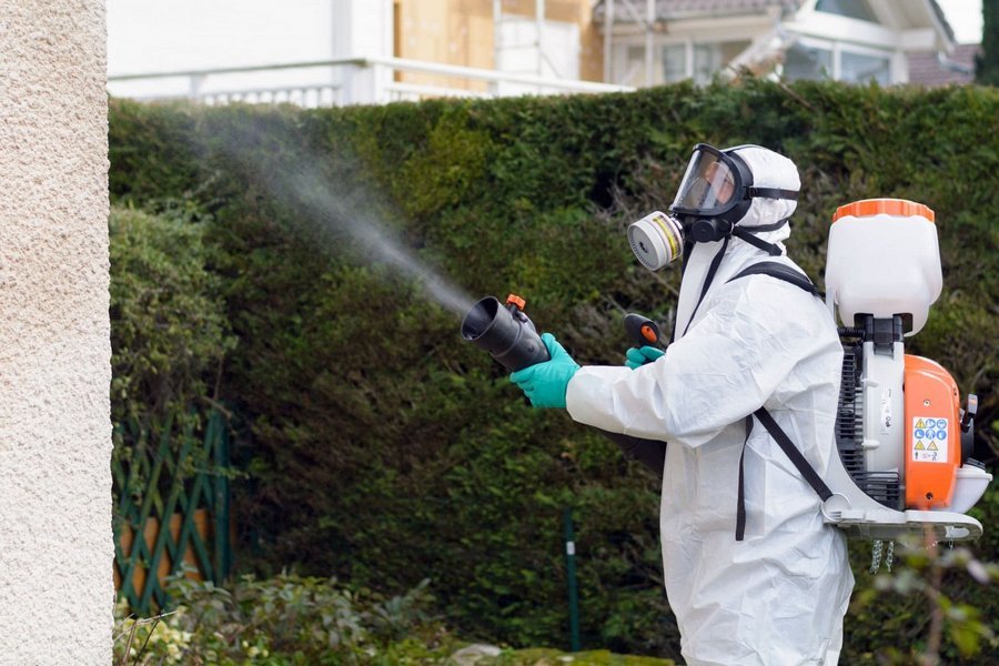 Importance of Regular Pest Control in Your Home